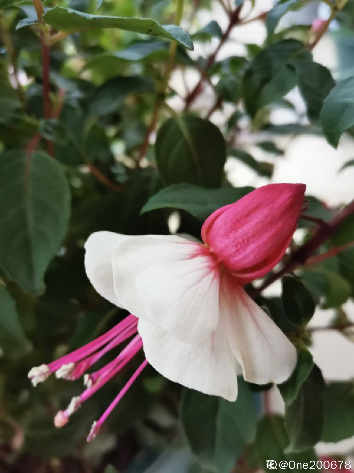 爱你花app下载苹果_(爱你花app下载苹果手机)